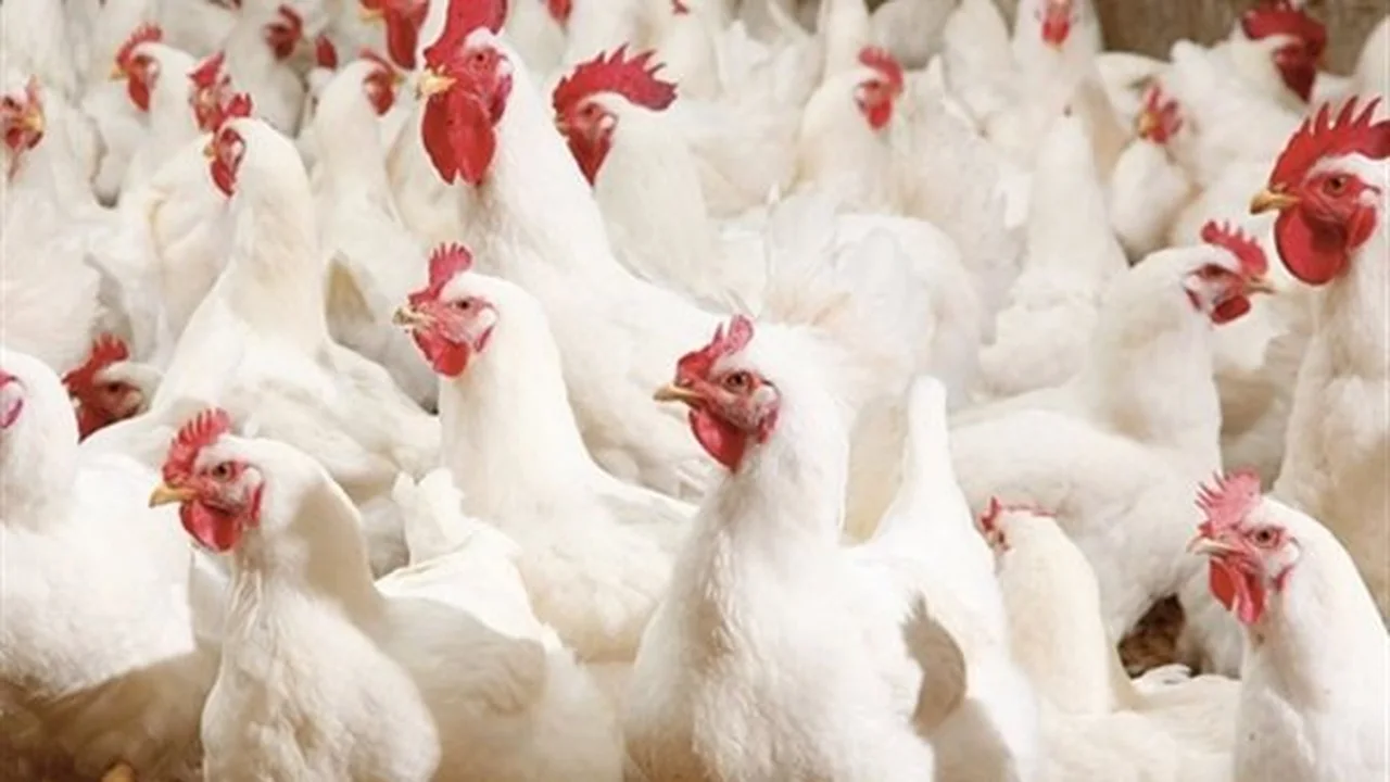 أسعار الفراخ البيضاء تستقر في بورصة الدواجن المصرية الأربعاء 26 نوفمبر 2025